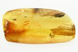 Detailed Fossil Wasp (Ismaridae) In Baltic Amber - Rare! #296966-1